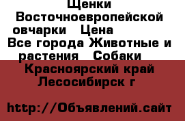 Щенки Восточноевропейской овчарки › Цена ­ 25 000 - Все города Животные и растения » Собаки   . Красноярский край,Лесосибирск г.